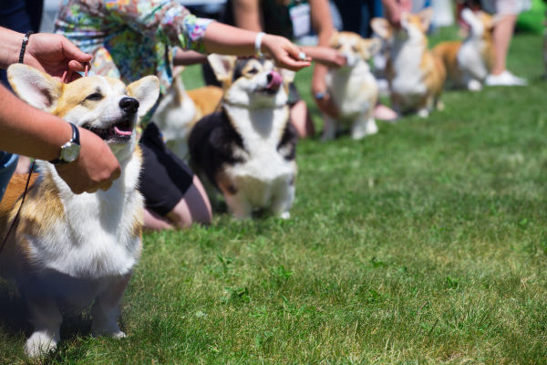 Plemenní výstava pejska Corgi